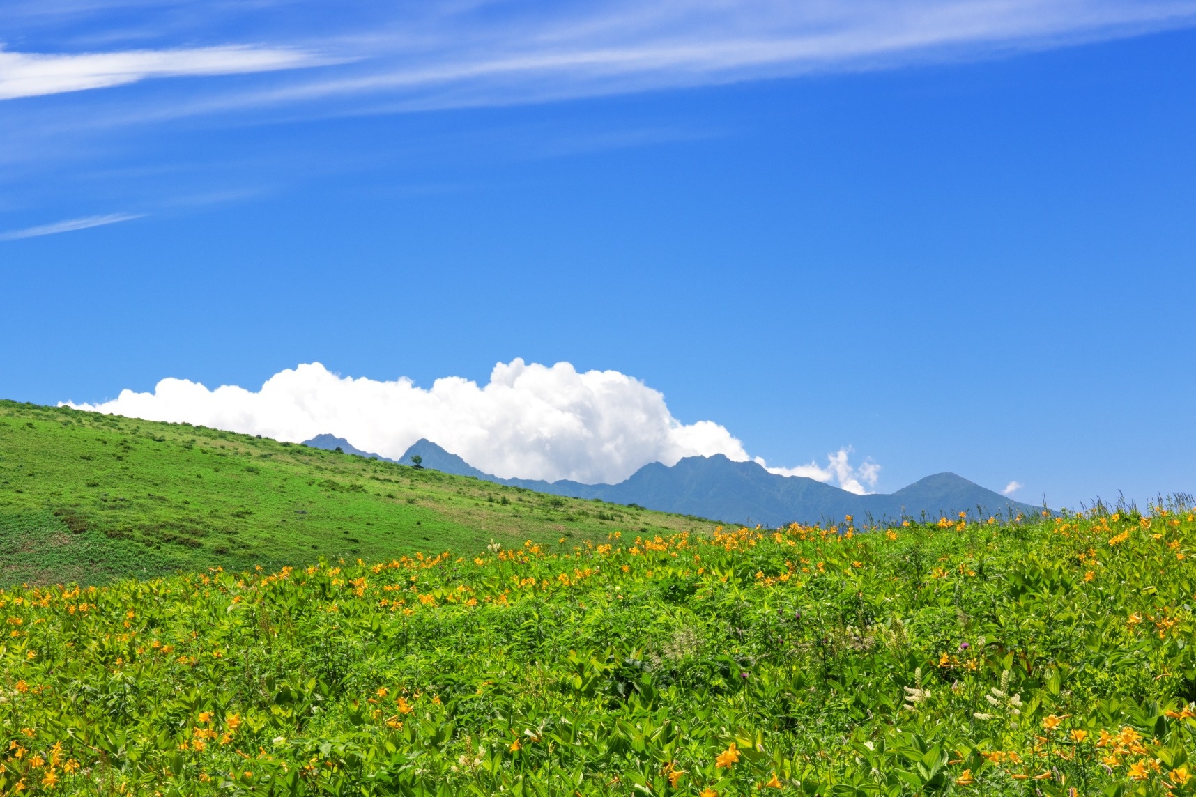ビーナスラインから美ヶ原 霧ヶ峰高原へ ハイキング 新潟発添乗員同行の安心ツアーならトラベルマスターズ トラマス ビーナスラインから美ヶ原 霧ヶ峰高原へ ハイキング 新潟発添乗員同行の安心ツアーならトラベルマスターズ トラマス